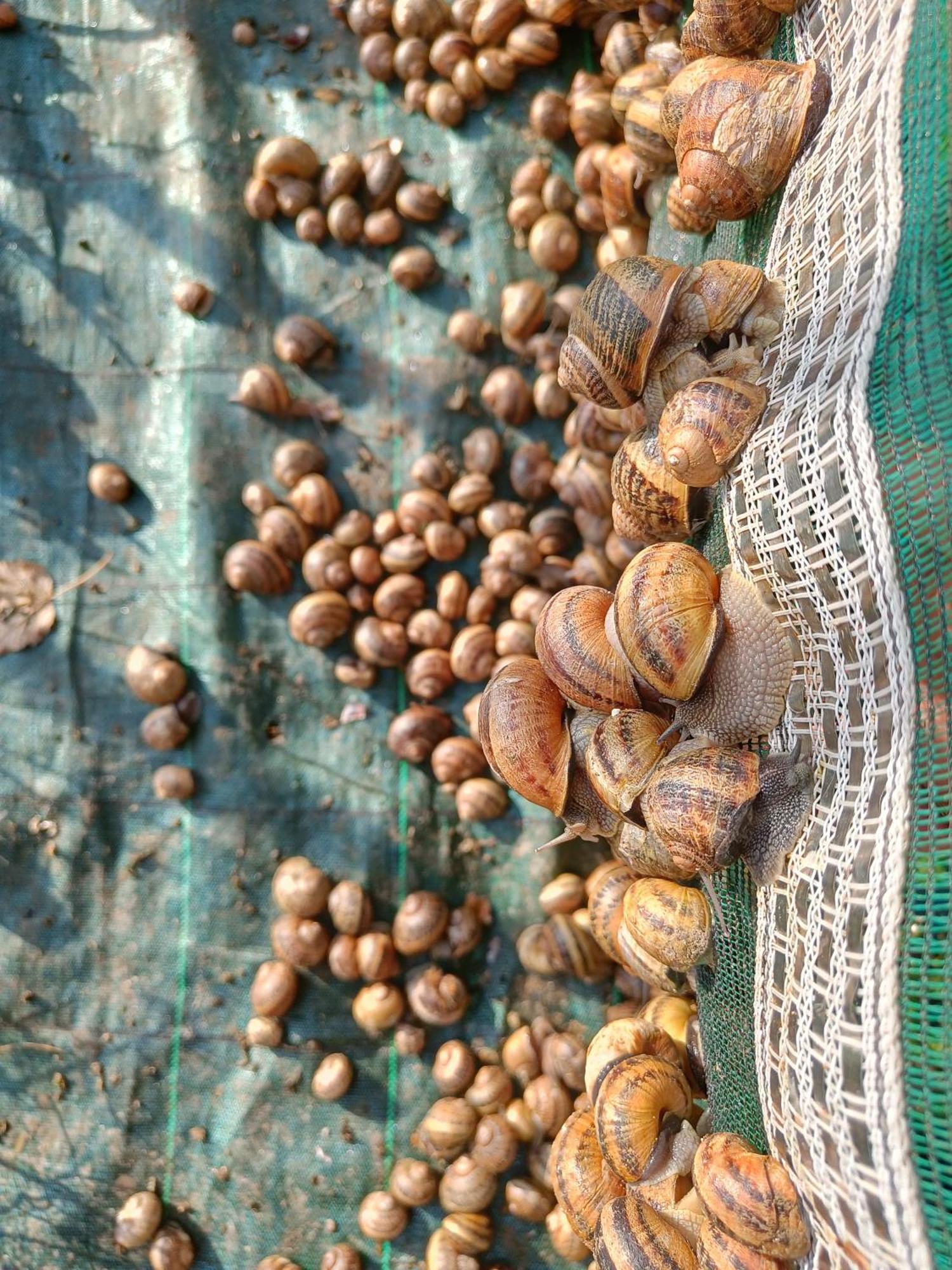 L'Escargoterie De La Forge - Immersion Champetre Uzemain Eksteriør billede